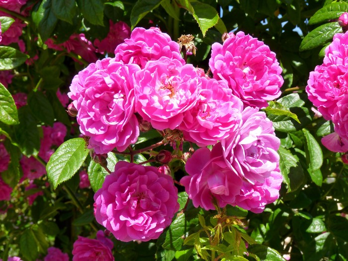Cluster of Pink Roses in Bloom