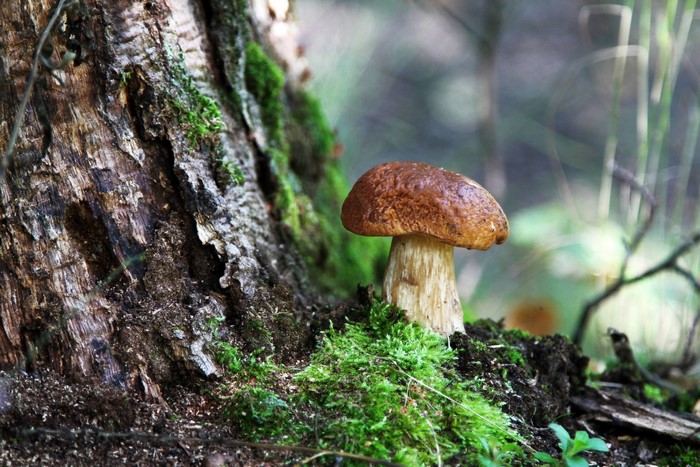 Mushroom growing on mossy tree trunk in forest