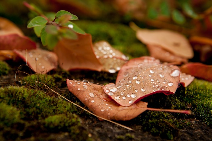 Autumn leaves with water drops on moss