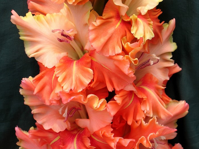 Close-up of orange and yellow gladiolus flowers
