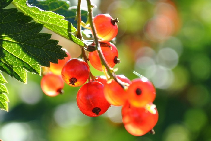Red currants on a branch with green leaves