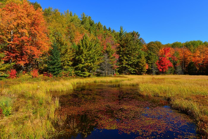 Autumn forest with a pond and fallen leaves