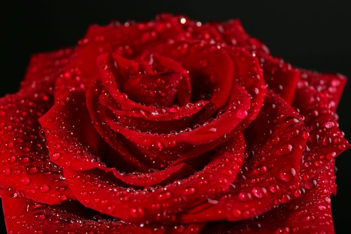 Red Rose with Water Drops