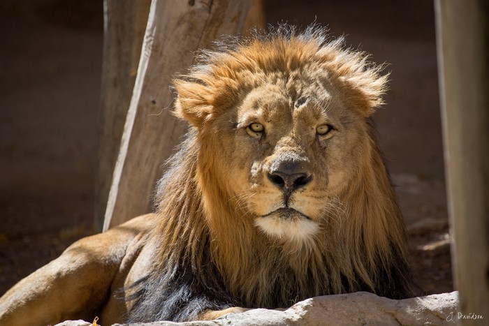 Lion with a mane looking forward