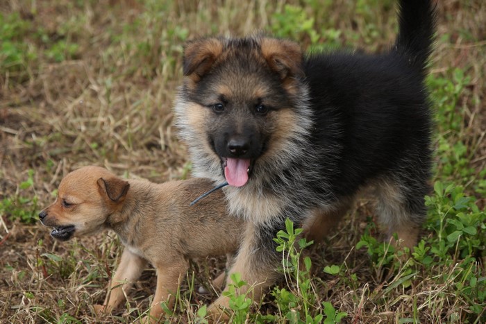 Two puppies playing in grass
