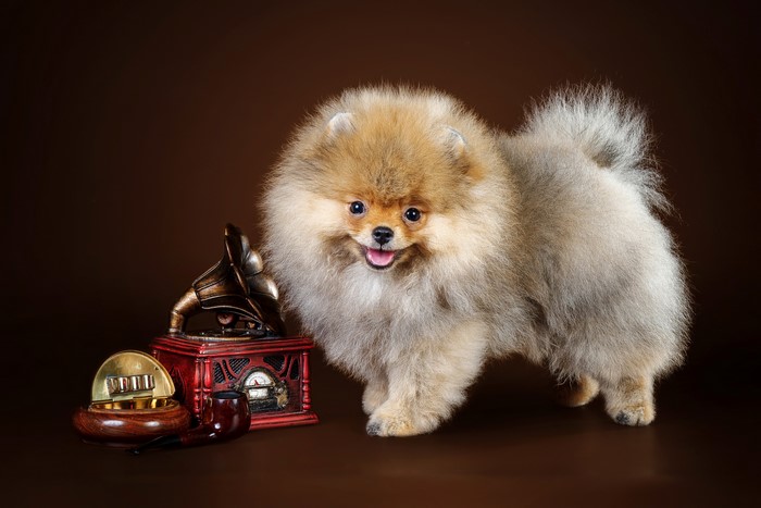 Pomeranian dog with vintage gramophone and pipe