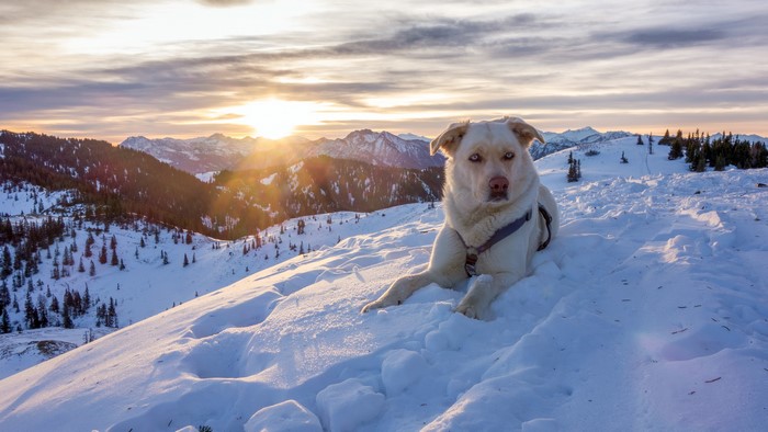 Dog in snow-covered mountains at sunset