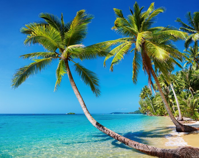 Tropical beach with palm trees and clear blue sea