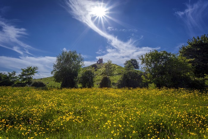Field of yellow flowers with a castle ruin on a hill
