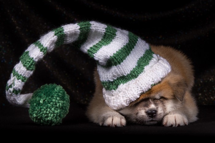 Akita puppy sleeping in a striped winter hat