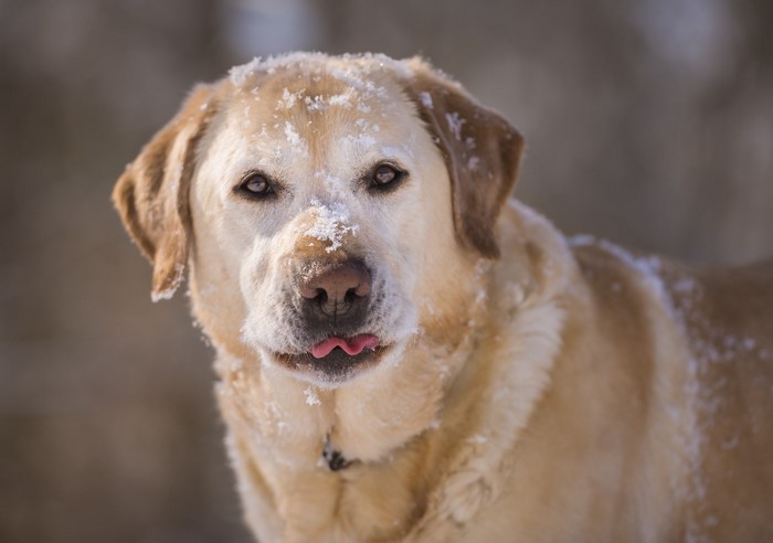 Yellow Labrador Retriever with snow on its face