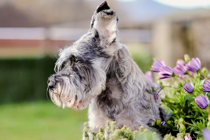 Schnauzer dog with purple flowers