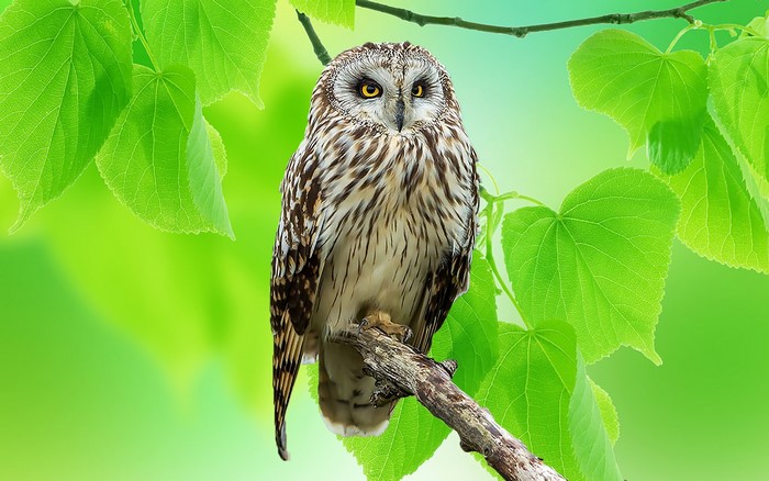 Short-eared owl perched on a branch with green leaves