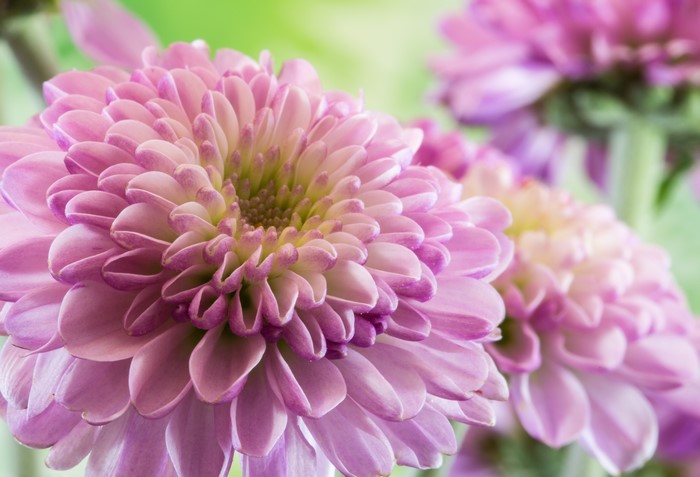 Pink Dahlias Closeup