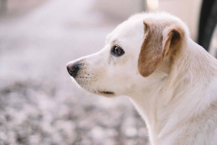 Close-up profile of a white and tan dog