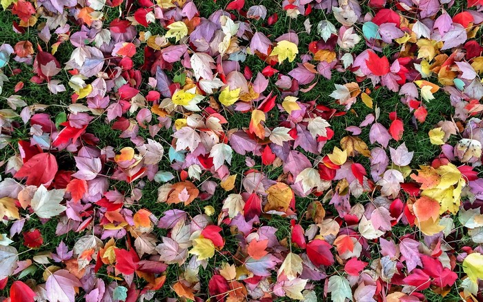 Colorful Autumn Leaves on Green Grass