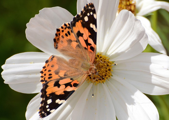 Painted Lady butterfly on a white cosmos flower