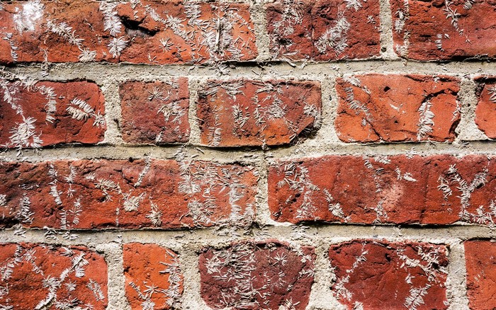 Close-up of a weathered red brick wall with frost