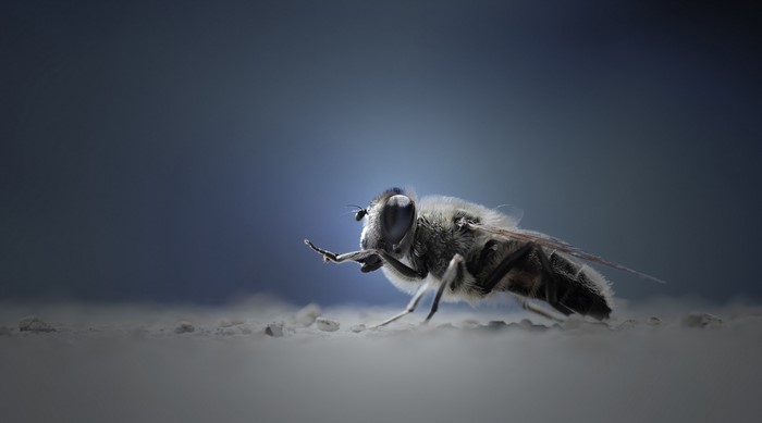 Close-up of a fuzzy hoverfly on a textured surface