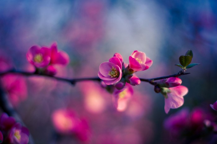 Pink flowers on a branch with blurred background