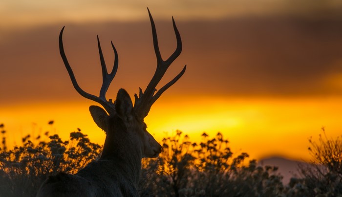 Deer with antlers silhouetted against sunset