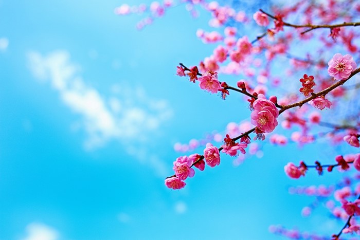 Flowering trees, Sakura, Branches, HD Wallpaper | Rare Gallery