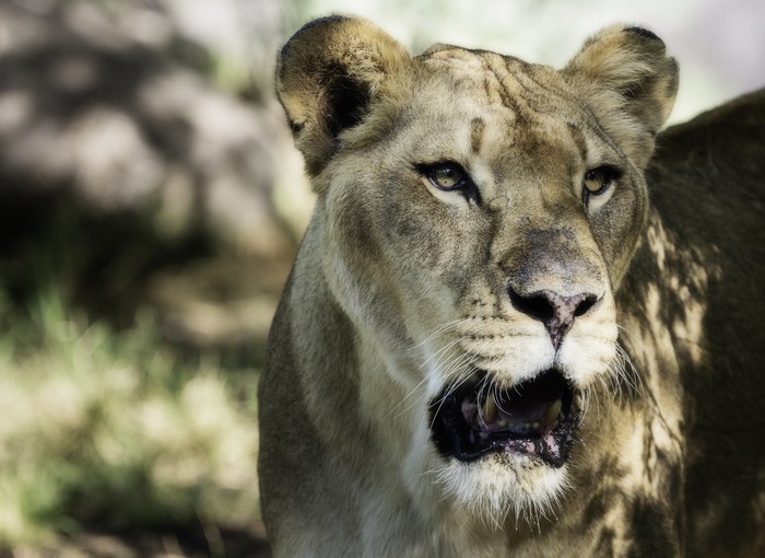 Lioness with mouth open in grassy area