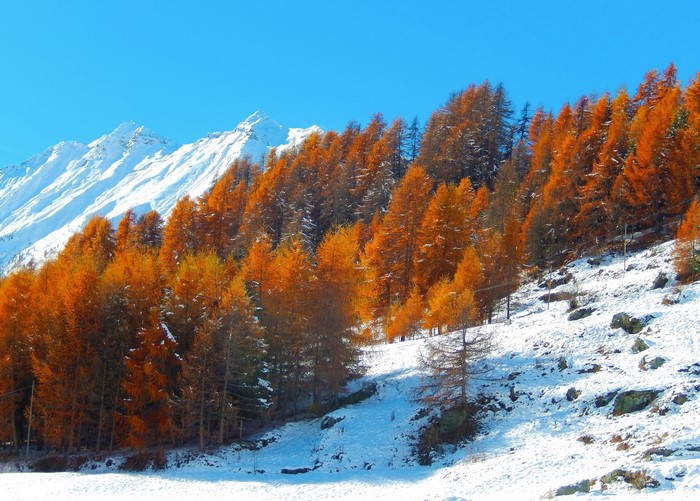 Autumn trees on a snowy mountain slope