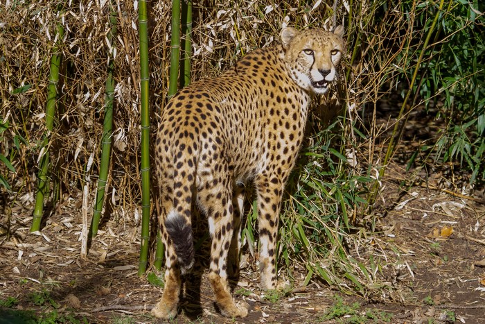 Cheetah standing in bamboo