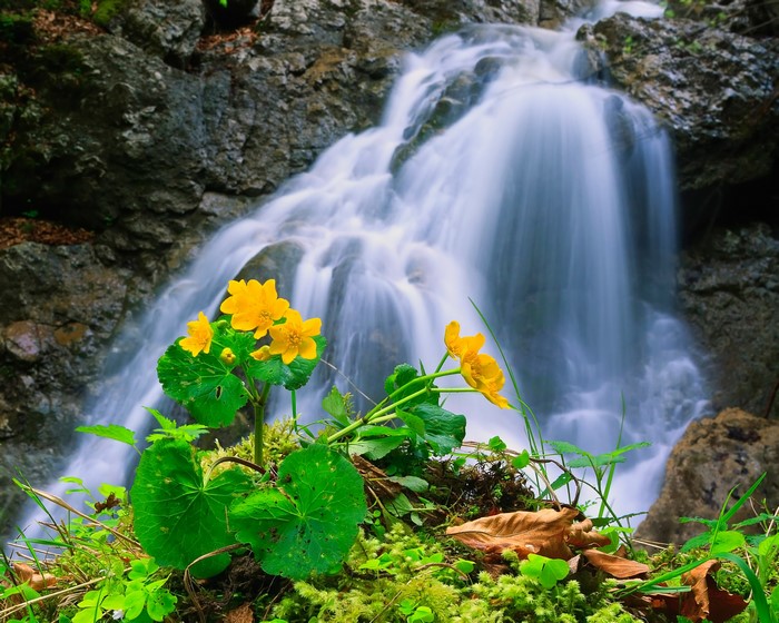 Yellow flowers in front of a waterfall