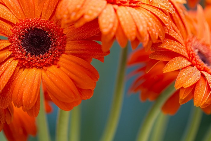Close-up of orange Gerbera daisies with water droplets