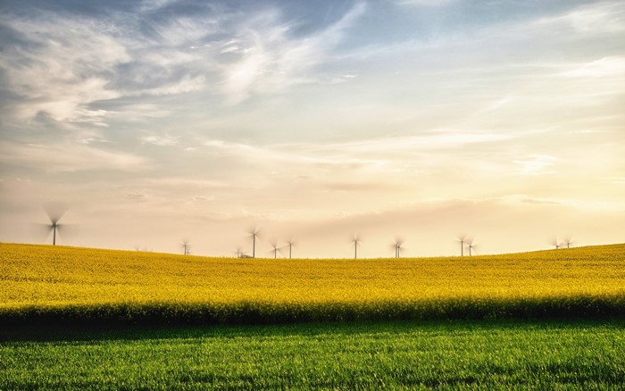 Wind turbines in a yellow field under a cloudy sky