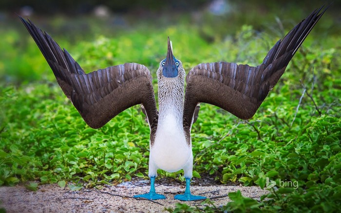 Blue-footed booby bird with wings spread