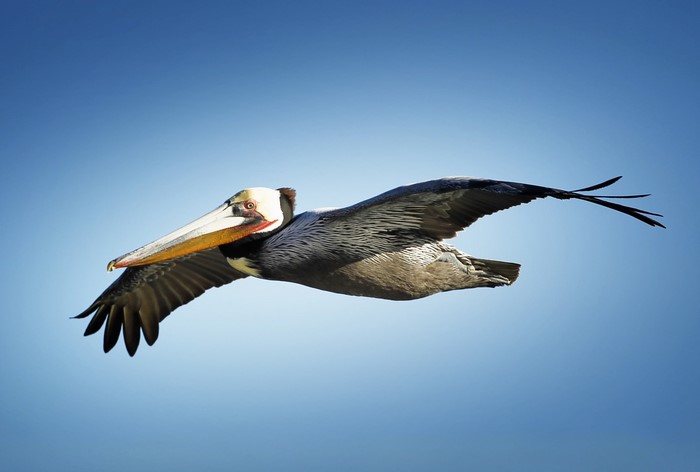 Brown Pelican in flight against a blue sky