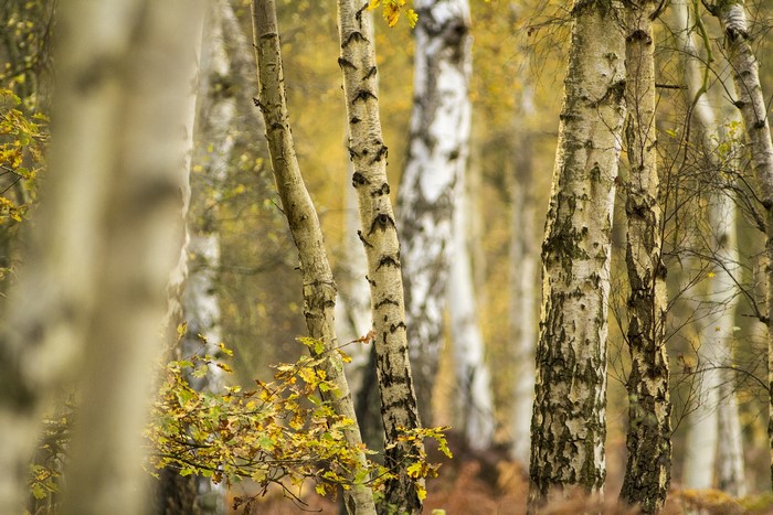 Birch trees in an autumn forest