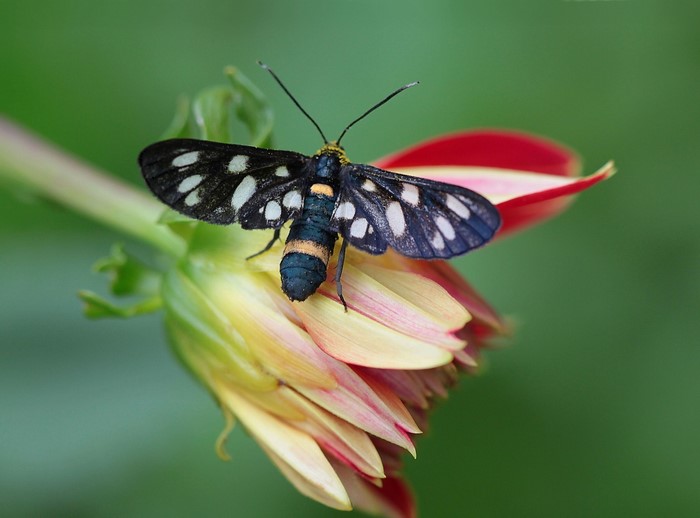 Nine-spotted moth on a dahlia flower