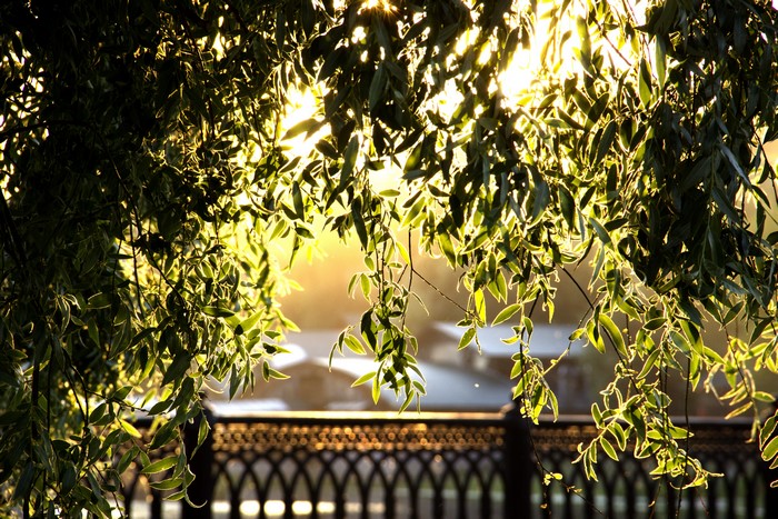 Sunlight through Foliage and Branches
