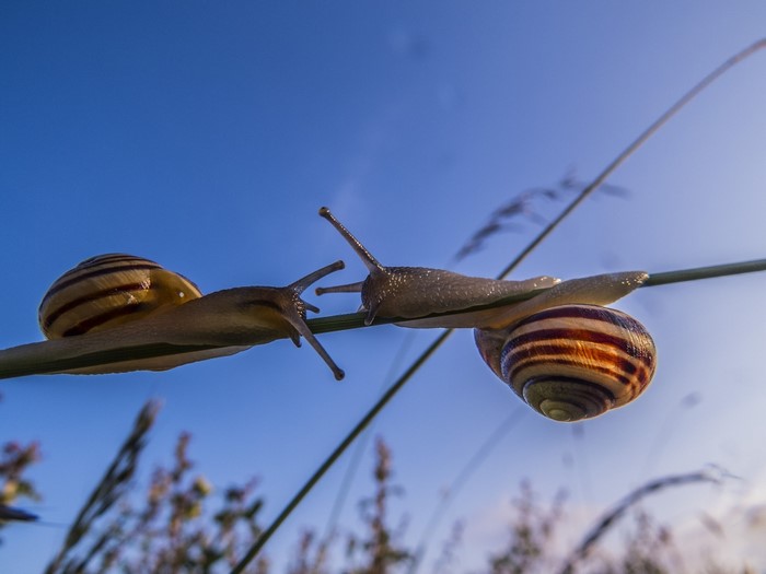 Two snails on a blade of grass against the sky