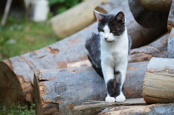 Black and white cat sitting on logs