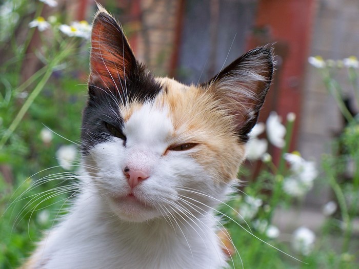 Calico cat with black, white, and orange fur