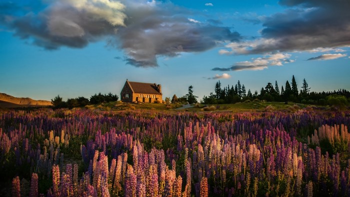 Church of the Good Shepherd with lupins in bloom