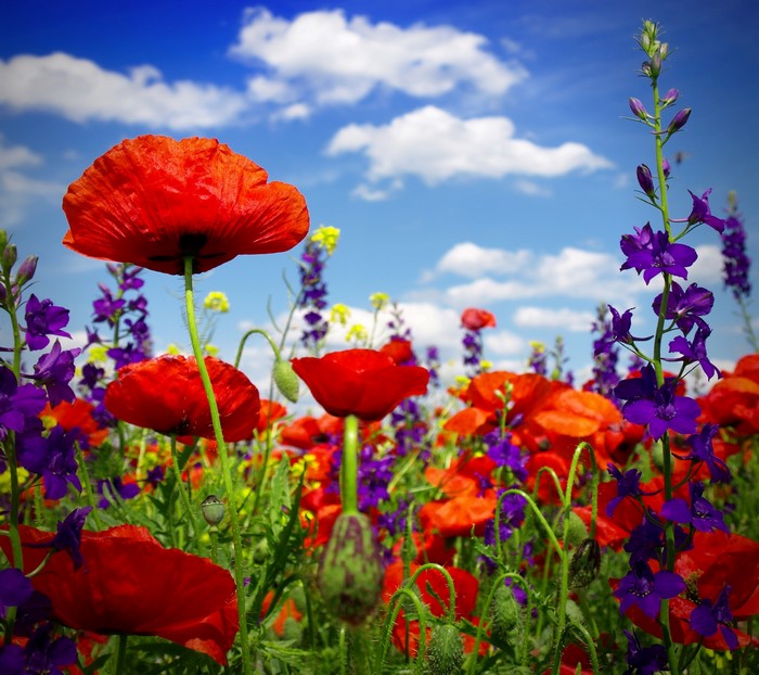Vibrant Red Poppies Under Blue Sky