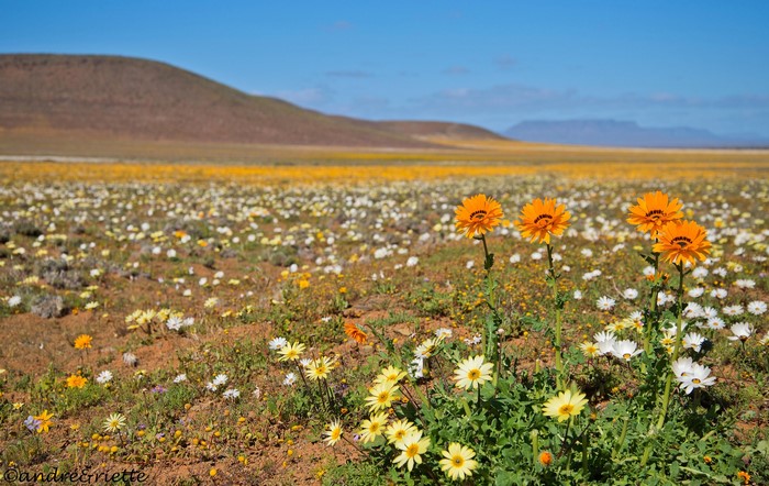 Field of wildflowers with mountains in the background