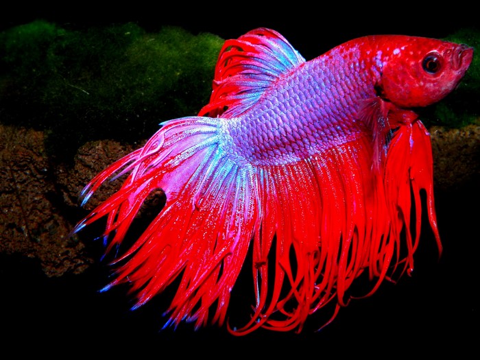 Red Betta fish with flowing fins
