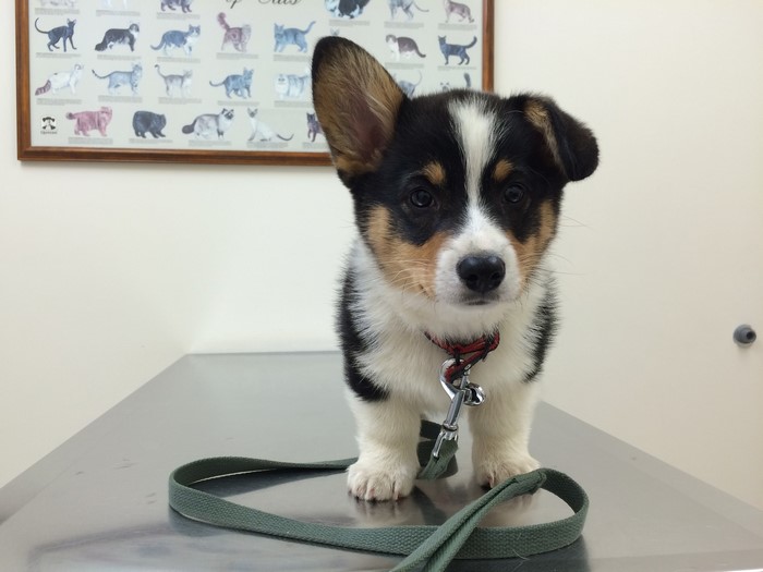Tricolor Welsh Corgi puppy on examination table