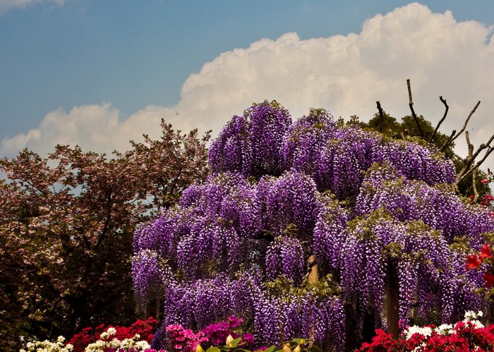 Purple Wisteria and Cherry Blossoms in Bloom