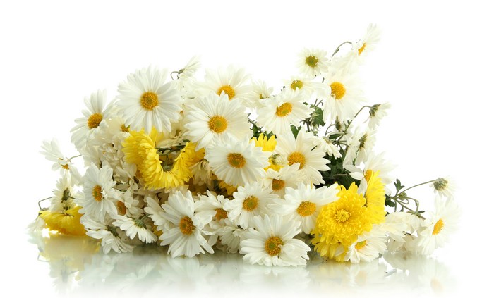 Bouquet of white and yellow chrysanthemums