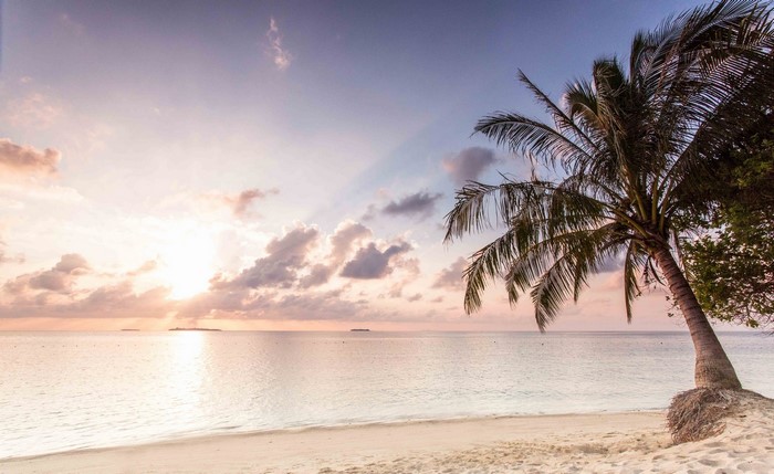 Tropical beach at sunset with palm tree