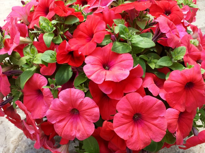 4K Closeup of Pink and Red Petunias