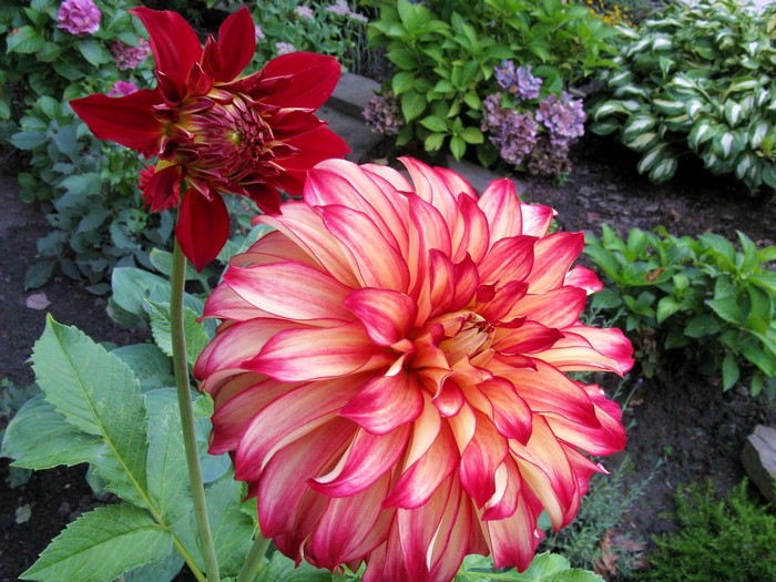 Two Dahlias in a Garden